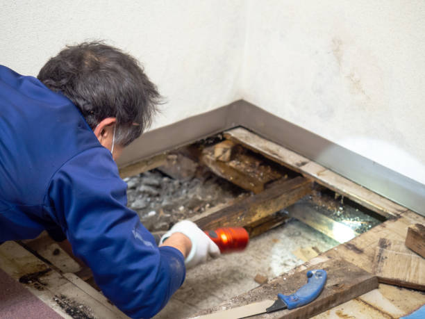 Mold Testing and Removal in Plainview, NE