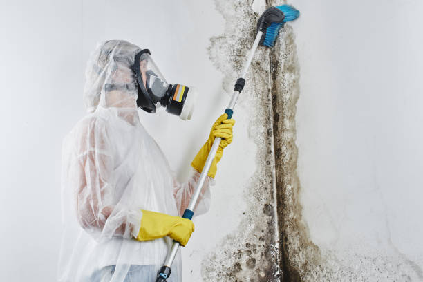 Mold Testing and Removal in Plainview, NE
