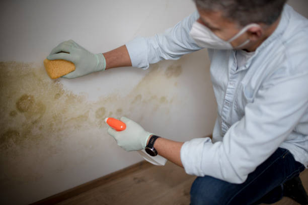 Best Commercial Mold Removal  in Plainview, NE