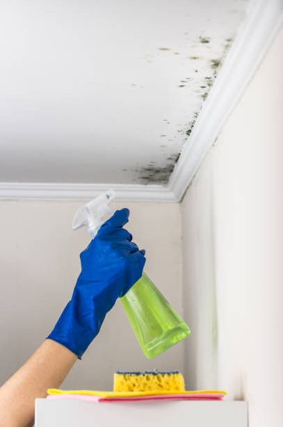 Best Certified Mold Removal  in Plainview, NE